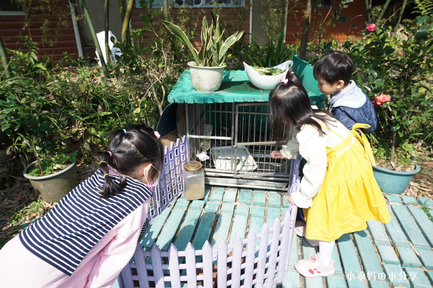 綠竹園山薯農場