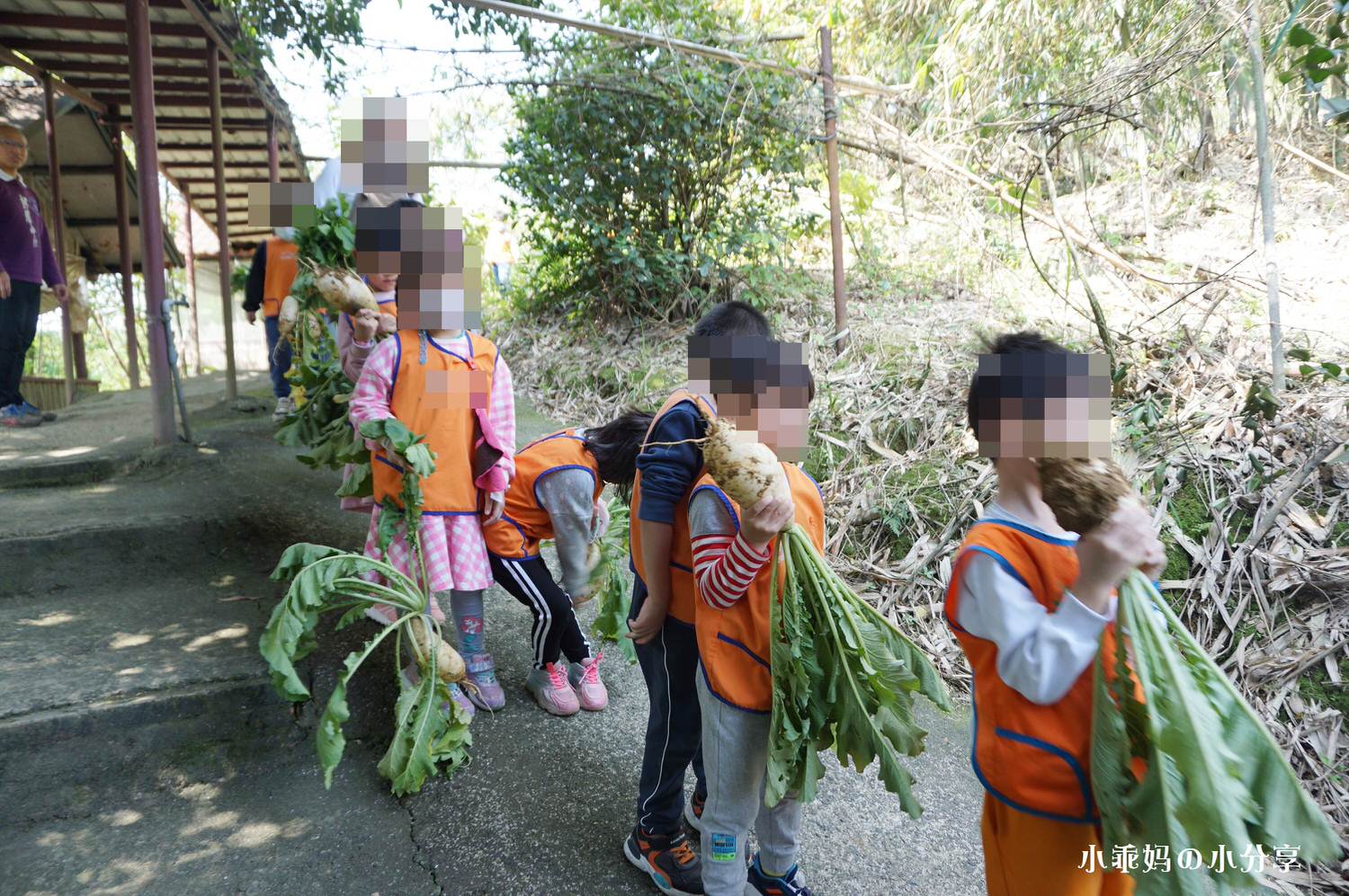 綠竹園山薯農場