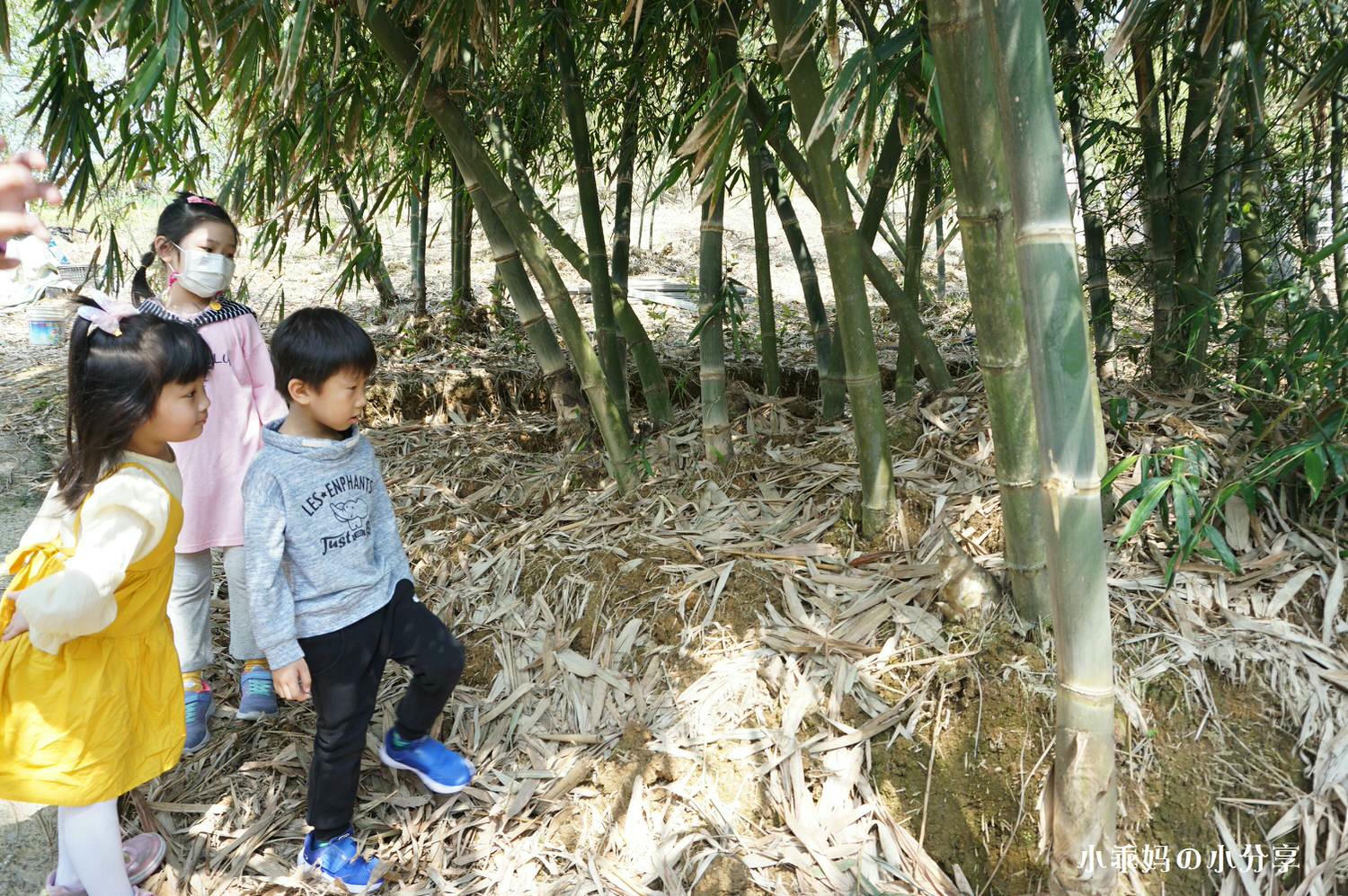 綠竹園山薯農場