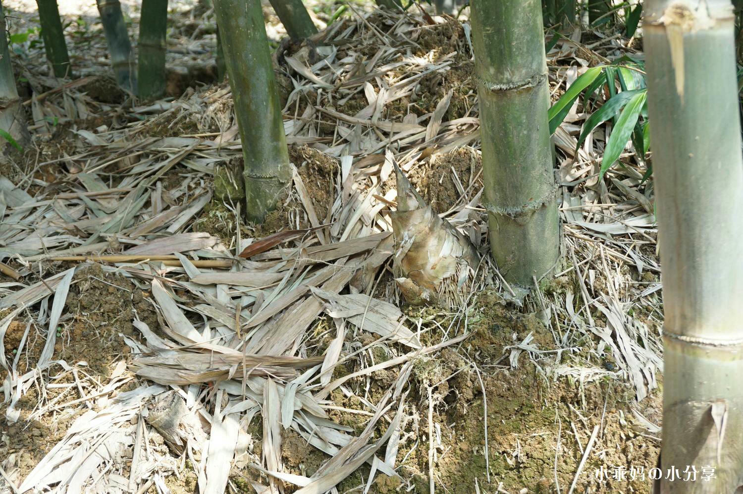 綠竹園山薯農場