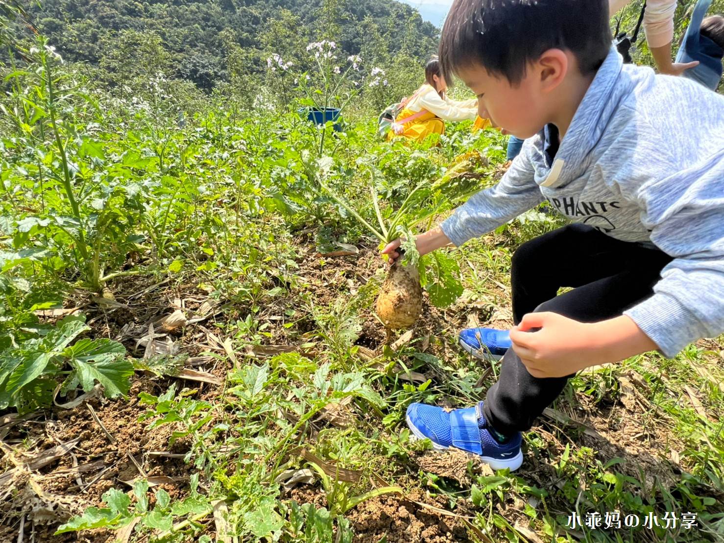 綠竹園山薯農場