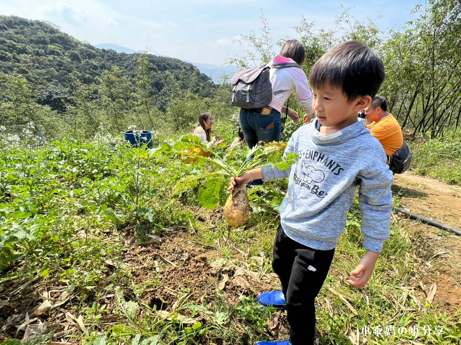 綠竹園山薯農場