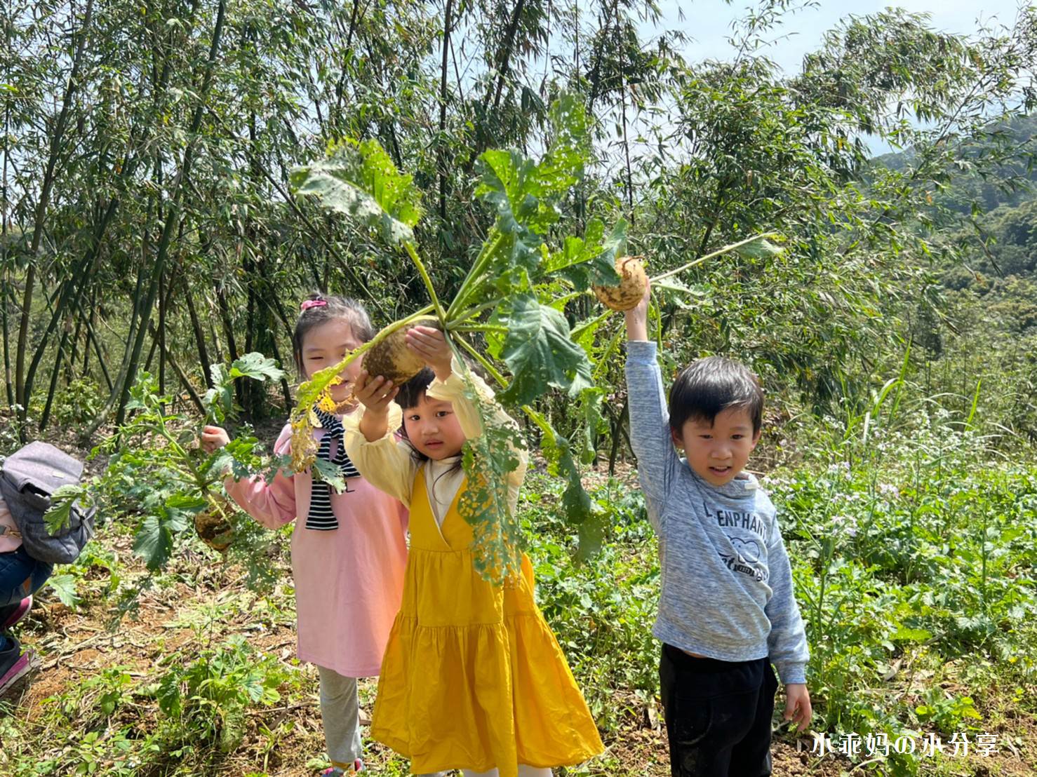 綠竹園山薯農場