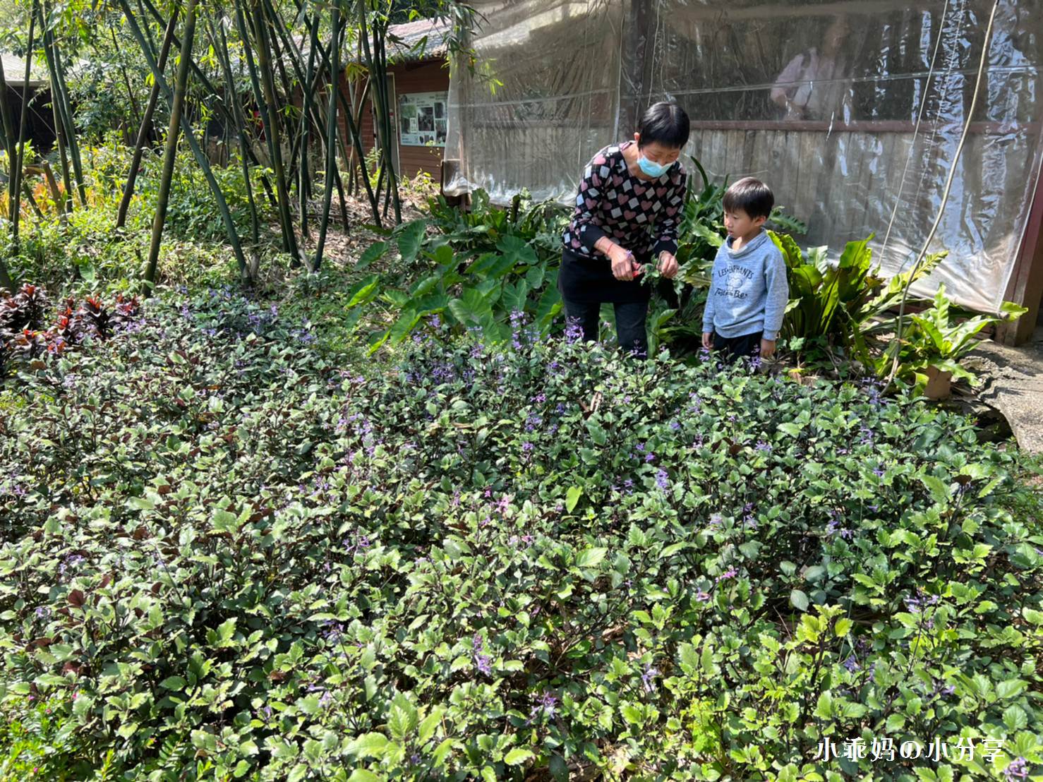 綠竹園山薯農場