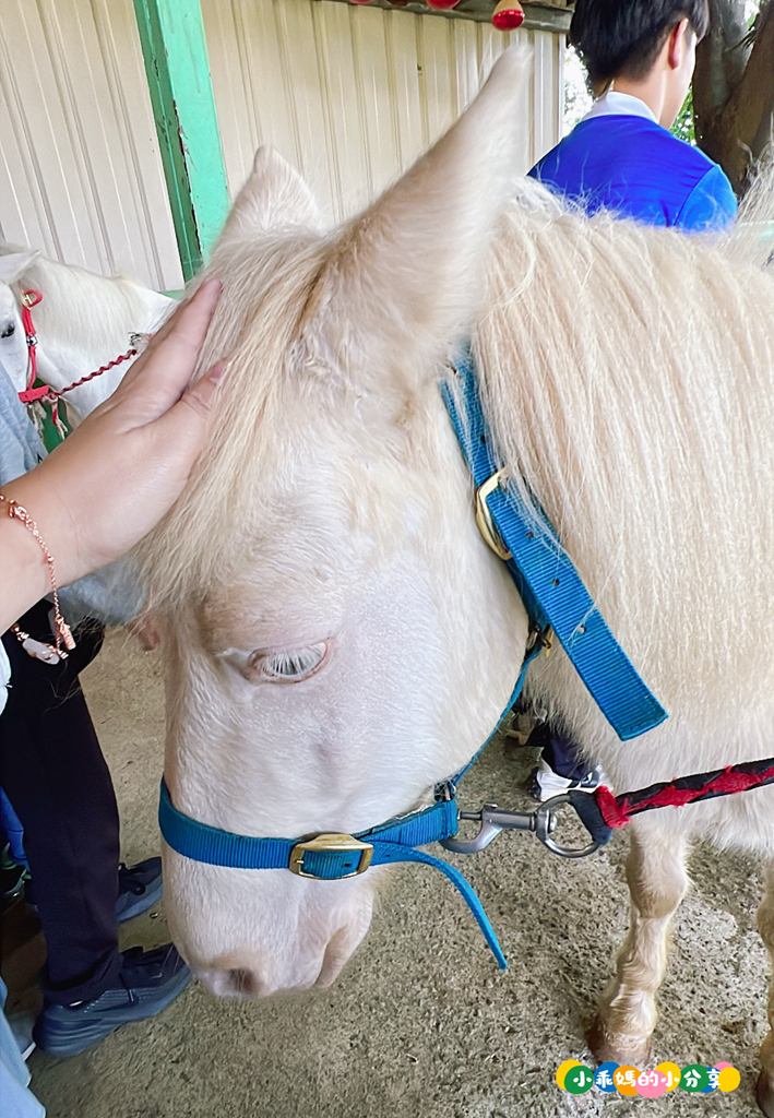新北淡水/親子騎馬體驗【佑昇馬術中心】參加小騎士體驗營超級放電！騎馬、刷馬、餵馬互動、彩繪DIY一次完成～(預約報名享300元折價券)