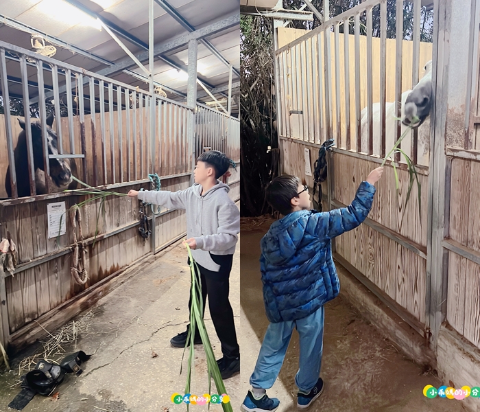 新北淡水/親子騎馬體驗【佑昇馬術中心】參加小騎士體驗營超級放電！騎馬、刷馬、餵馬互動、彩繪DIY一次完成～(預約報名享300元折價券)