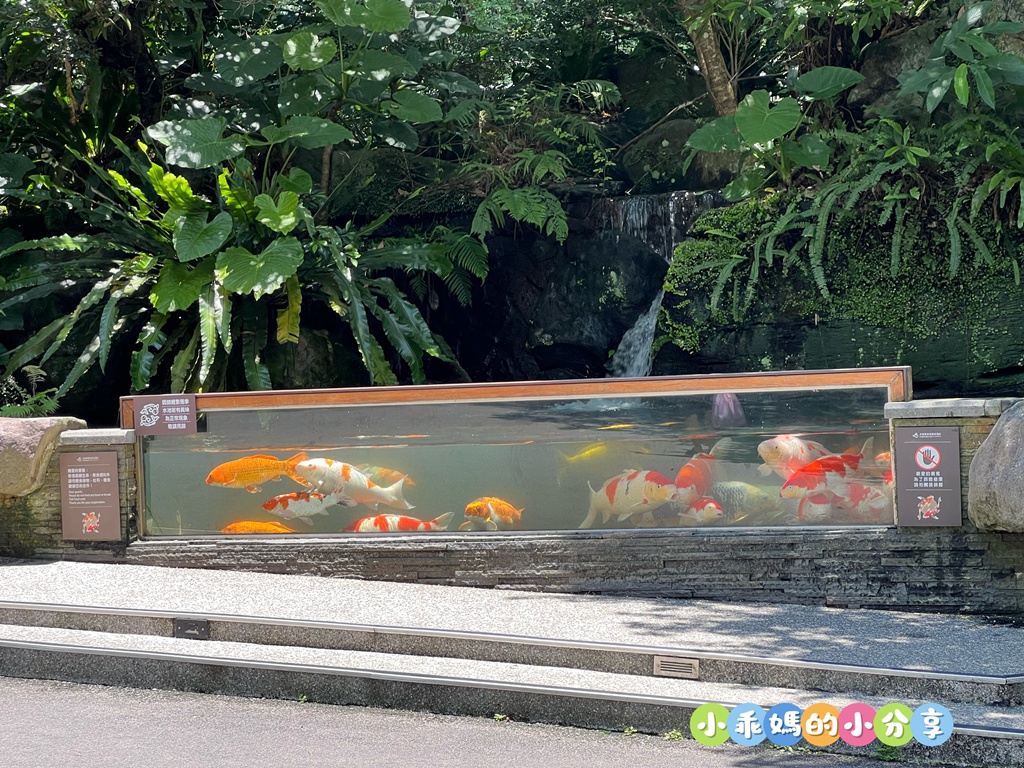 【新北親子飯店推薦】大板根森林溫泉酒店「恐龍森境探索」一泊二食!超震撼7米巨型金剛、古生物實驗室、花式籃球、露天SPA與戶外泳池,兩天一夜超充實全攻略! - 第91張圖 【新北親子飯店推薦】大板根森林溫泉酒店「恐龍森境探索」一泊二食!超震撼7米巨型金剛、古生物實驗室、花式籃球、露天SPA與戶外泳池,兩天一夜超充實全攻略!